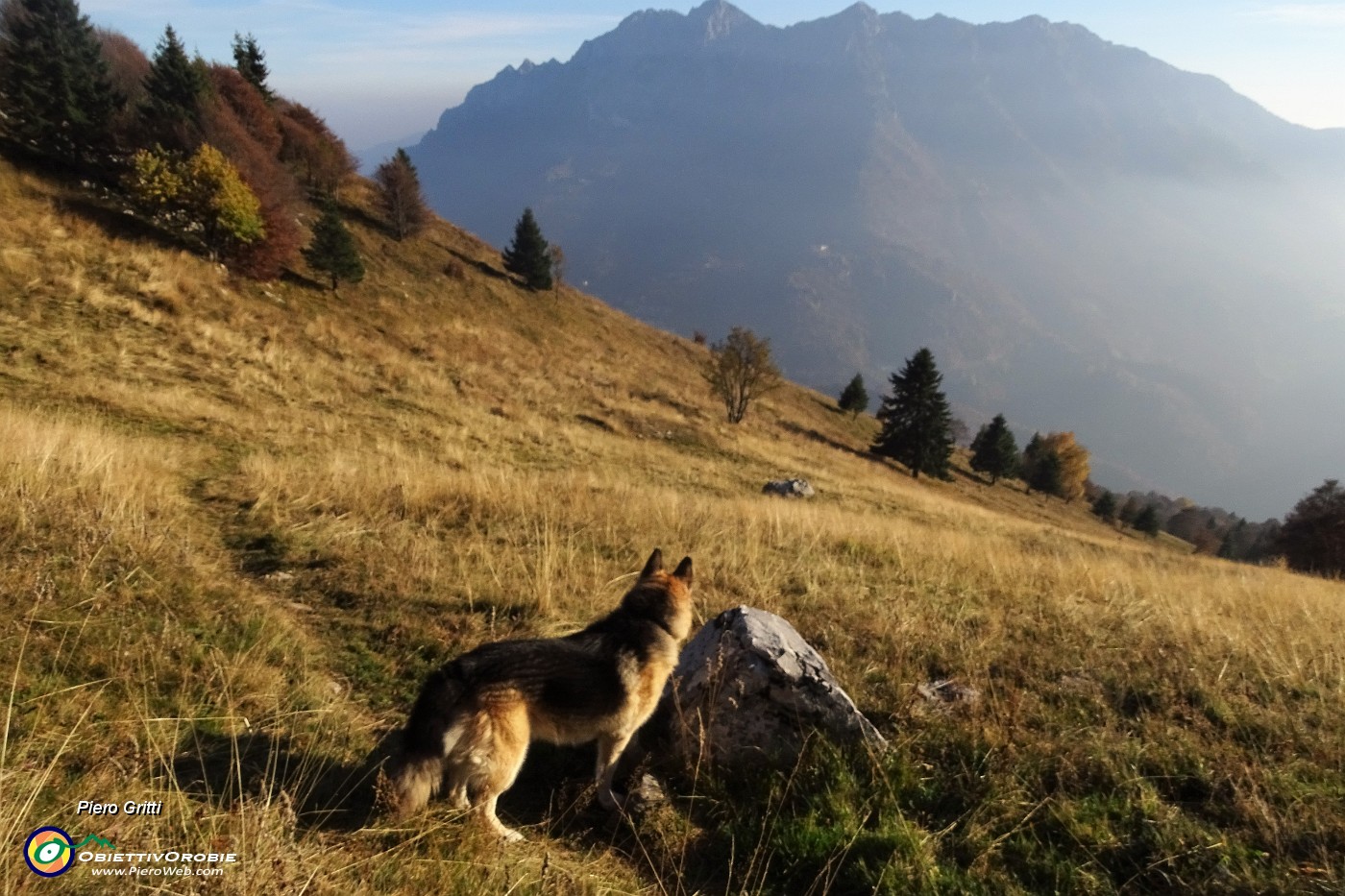 96 Seguendo la traccia nell'erba ormai secca del pascolo.JPG